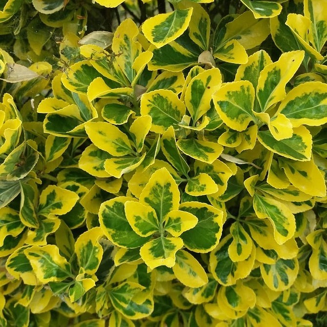 Невибагливий бересклет для саду: легкий догляд та яскравий ландшафтний дизайн.