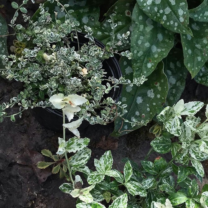 Бересклет у ландшафтному дизайні: популярні сорти та застосування на ділянці.