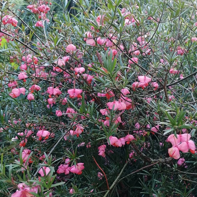 Бересклет Форчуна в ландшафтному дизайні: красиві композиції з невибагливою рослиною.