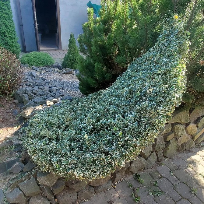 Бересклет у садовому дизайні: вирощування в контейнерах та горщиках.