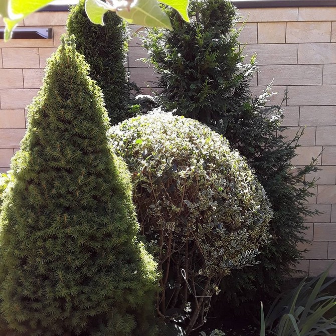 Яскраві кущі бересклету в осінньому саду: ландшафтний дизайн з бересклетом.