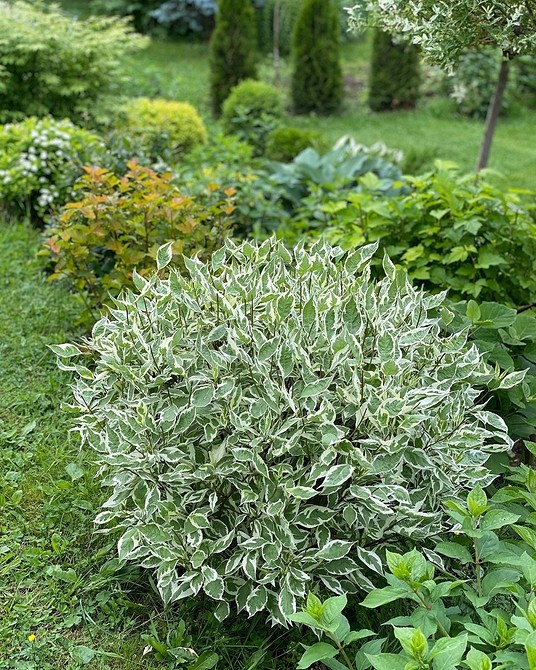 Різноманітні сорти бересклету для саду: ідеї ландшафтного дизайну 2026.