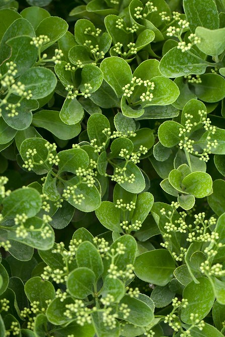 Яскравий бересклет в осінньому саду: барвисті кущі в ландшафтному дизайні.