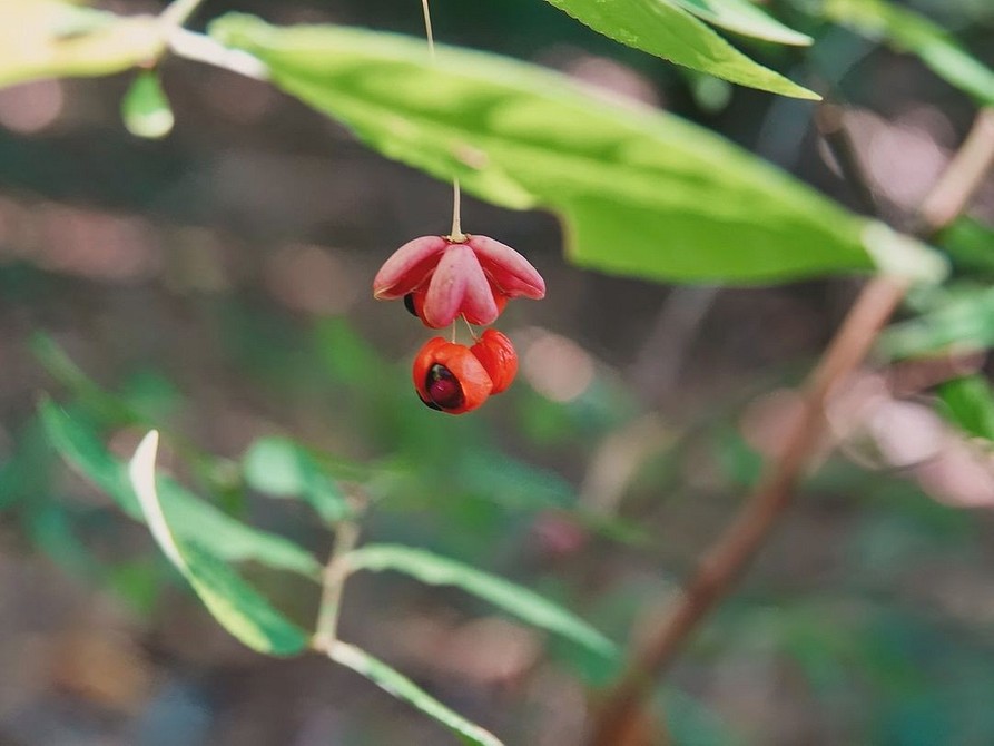 Різноманітні сорти бересклету в ландшафтному дизайні, приклади використання та вирощування.
