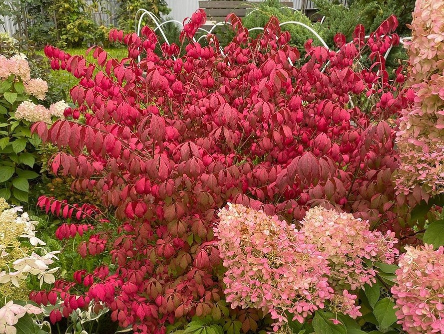 Бересклет у ландшафтному дизайні: популярні сорти та варіанти застосування на ділянці.