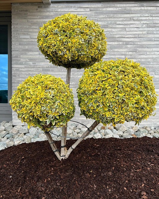 Бересклет Форчуна в садовому дизайні: красиві сорти та ідеї для вашого саду.