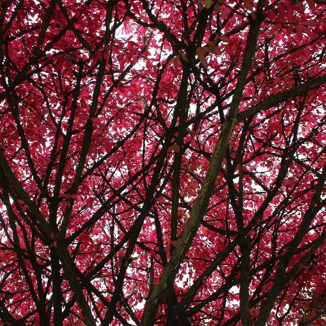 Бересклет Форчуна в садовому дизайні: невибагливий кущ для краси вашого саду.