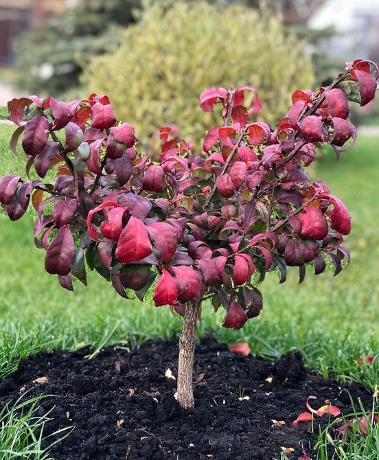 Бересклет у ландшафтному дизайні: популярні сорти та варіанти застосування на ділянці.