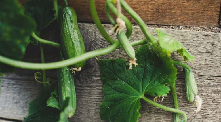 Сприятливі дні для посадки огірків у червні 2026 року: дати за місячним календарем