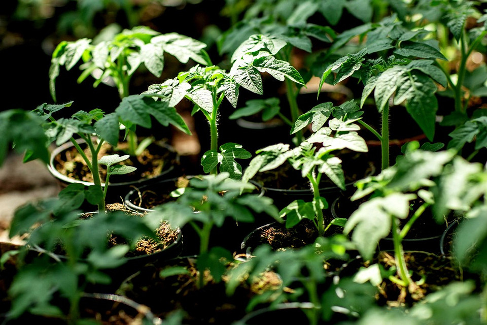 Помідори для відкритого ґрунту: сприятливі дні для посадки розсади у квітні 2025
