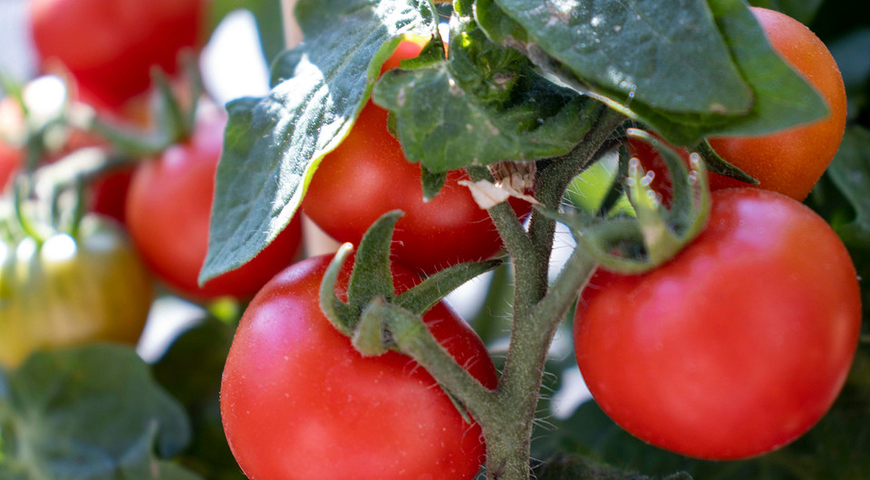 Сприятливі дні для посадки помідорів у червні 2026 року: вирощування розсади.