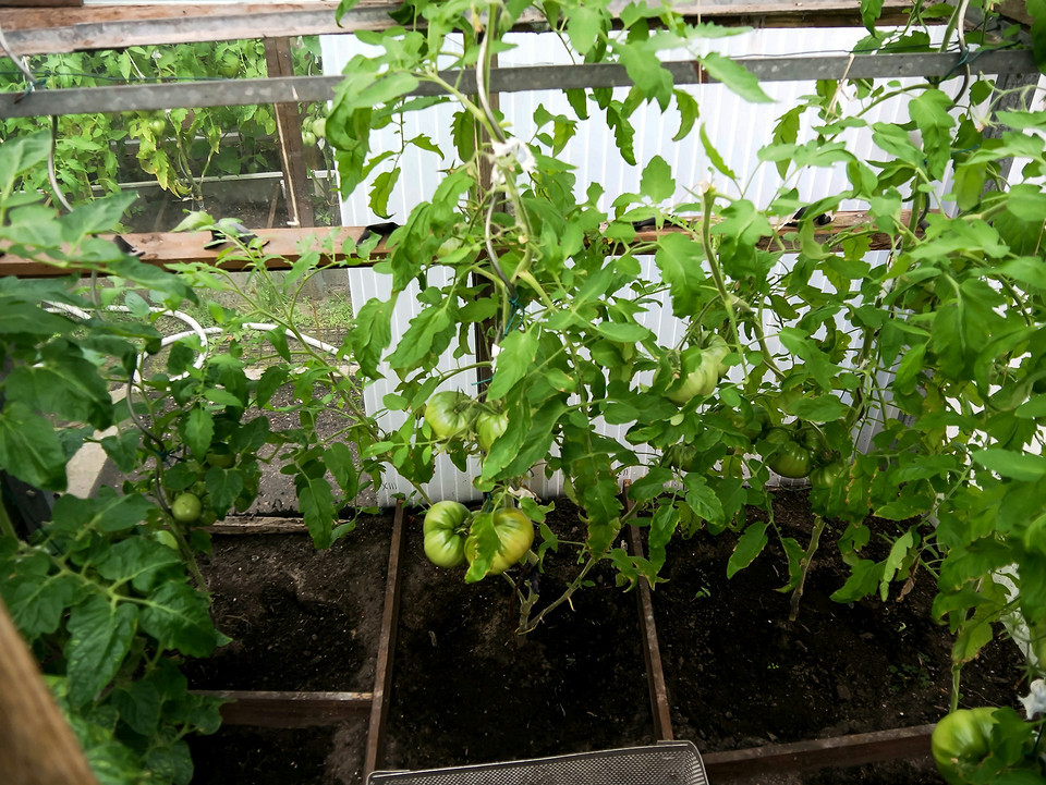 Помідори, вирощені з розсади, готові до посадки в теплу грядку у червні 2026.