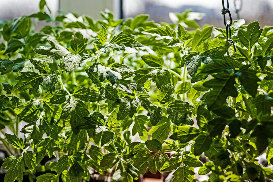 Підготовка до посадки помідорів в червні 2026 року: вибір стійких до холоду сортів.