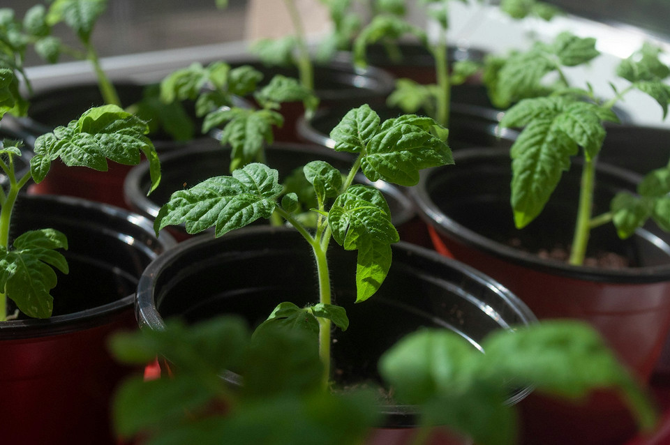 Вирощування розсади помідорів для посадки в червні 2026 року на теплій грядці.