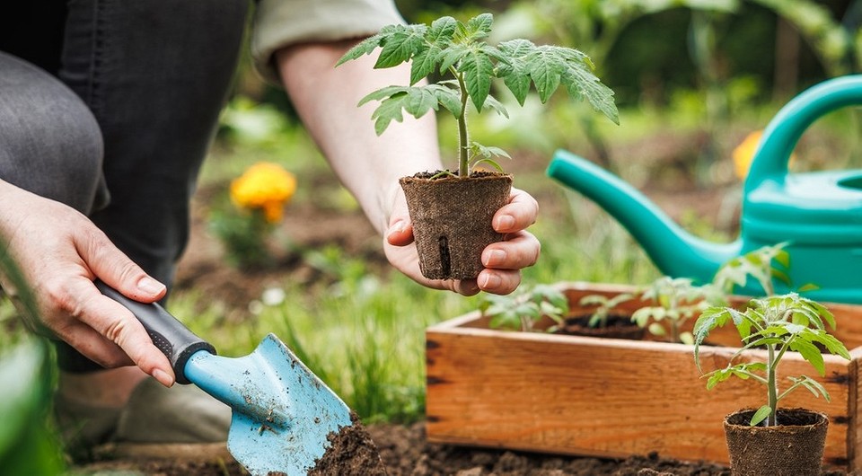 Календар садівника на травень 2026: сприятливі дні для посадки та догляду за помідорами.