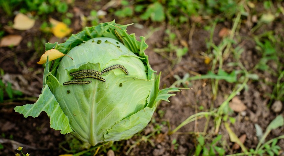 Захист капусти від гусені: народні та покупні засоби для українських городників
