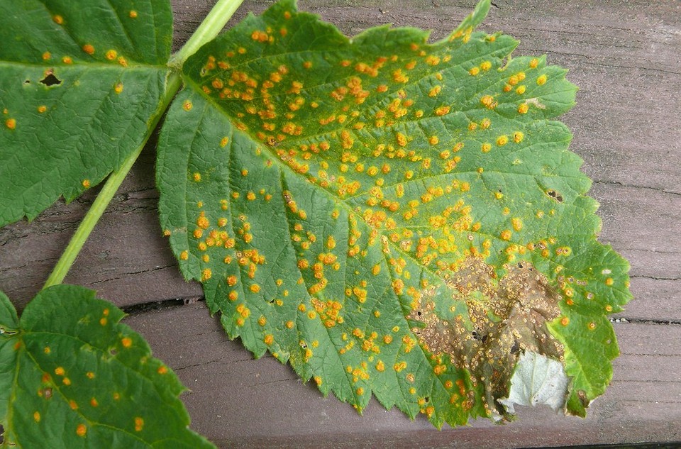 Профілактична обробка малини восени для підвищення стійкості до хвороб у 2026 році.