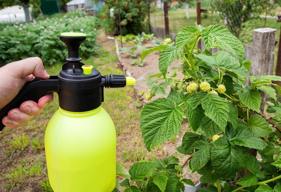 Обробка малини восени: засоби захисту від шкідників та хвороб для майбутнього врожаю