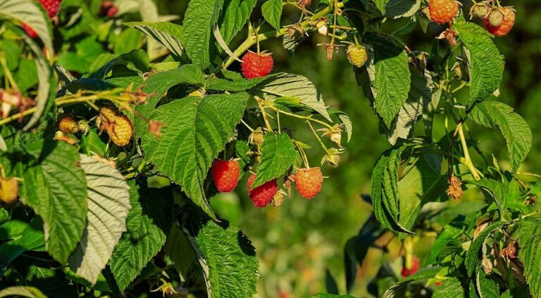 Обробка малини восени 2026: захист від шкідників та хвороб для рясного врожаю — Обробка малини восени