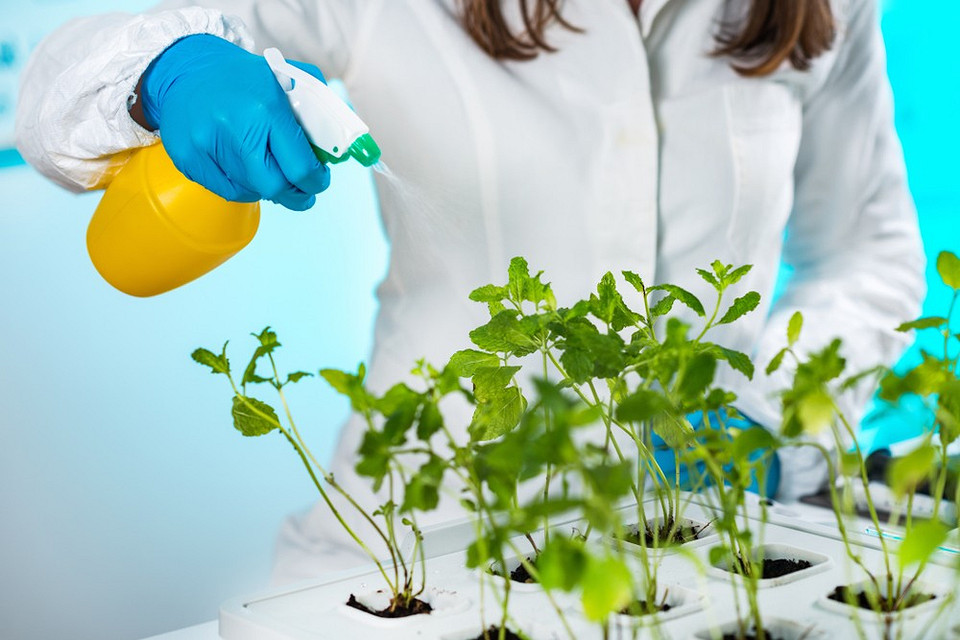 Перелік засобів для обробки розсади в домашніх умовах для боротьби з хворобами.