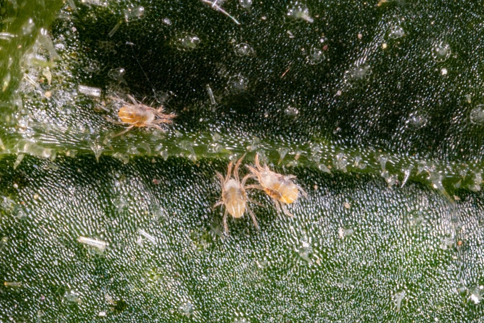 Найкращі засоби для обробки розсади вдома: захист від хвороб, поради експертів.