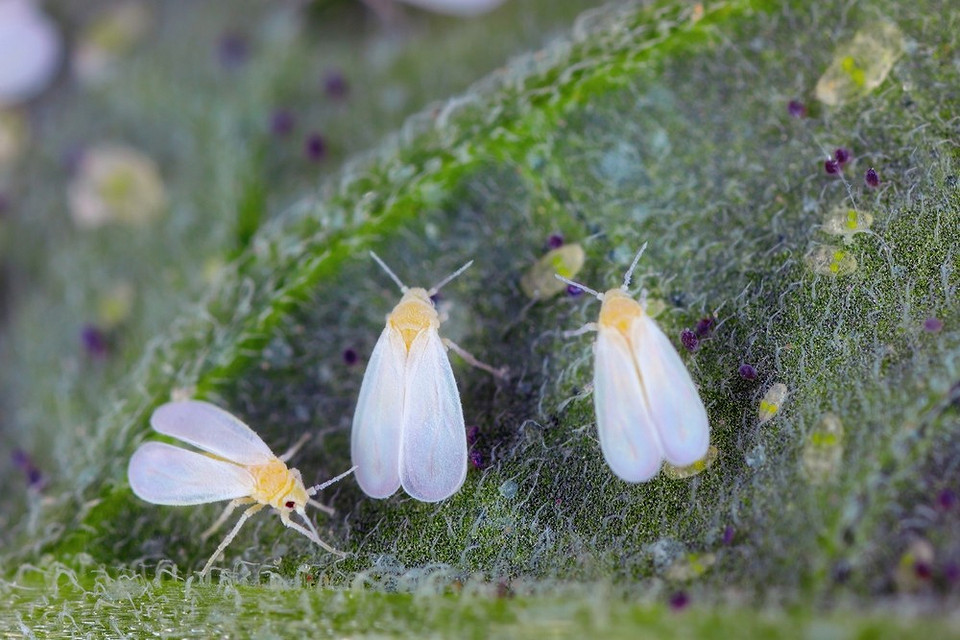 Чим обробити розсаду вдома: засоби для захисту від хвороб та шкідників.