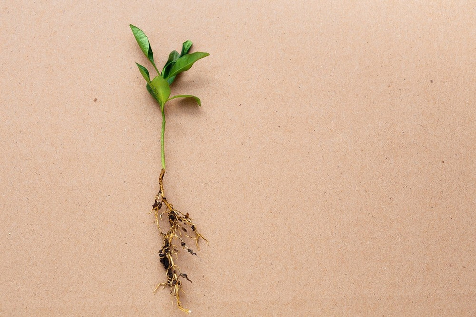 Ефективні засоби для обробки та захисту розсади від хвороб та шкідників вдома.