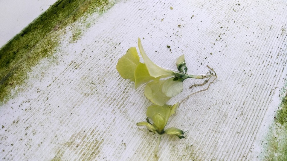 Ефективні домашні засоби для обробки розсади проти хвороб та шкідників у 2026 році.