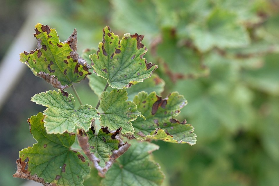 Підготовка смородини до зими: обприскування від шкідників та хвороб для здорового росту.
