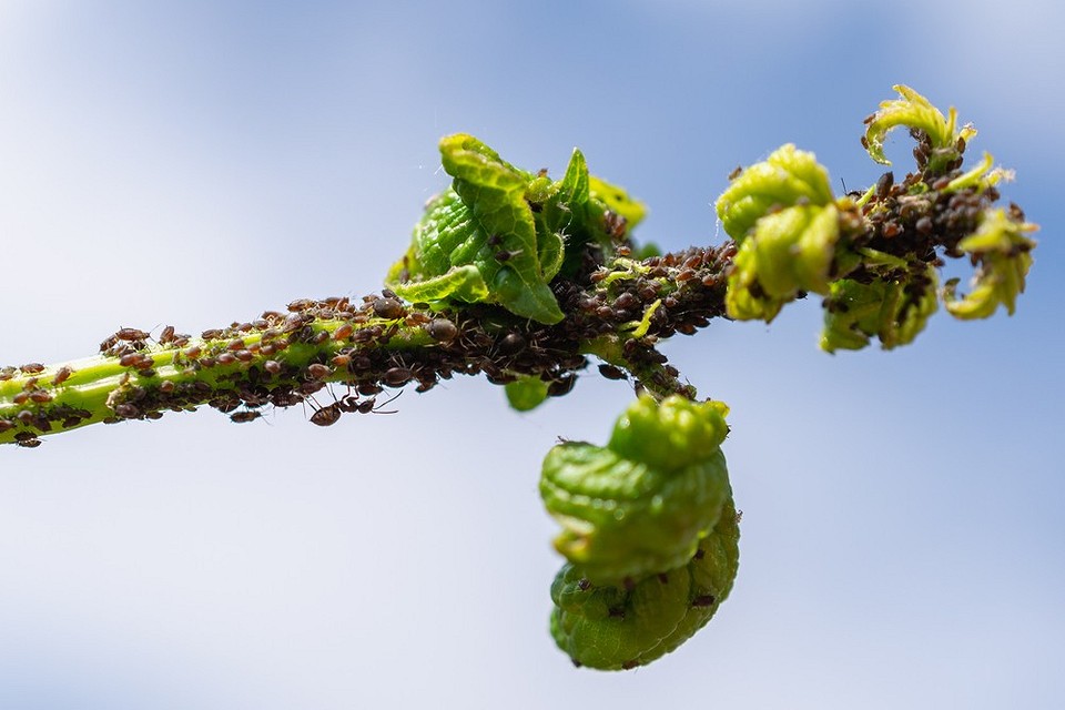 Обробка смородини восени: найкращі органічні методи захисту від шкідників та хвороб.