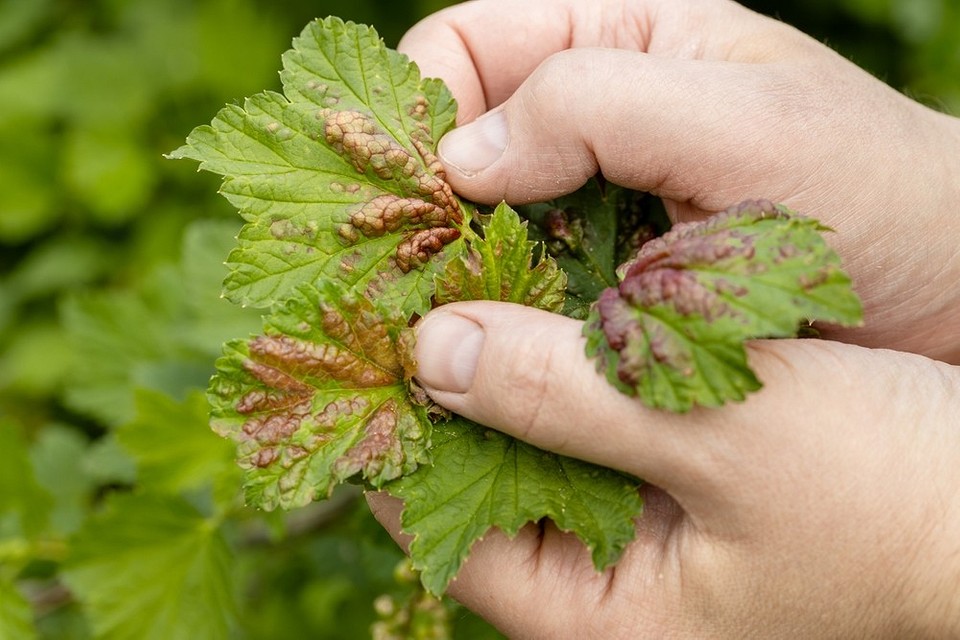 Осіння обробка смородини для великого врожаю: інструкція та перелік ефективних засобів.