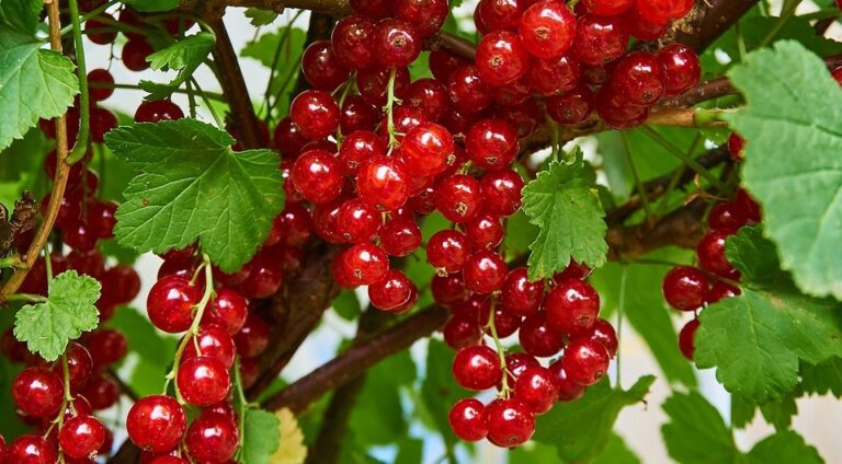 Осіння обробка смородини: захист та щедрий урожай — Обробка смородини восени від шкідників і хвороб