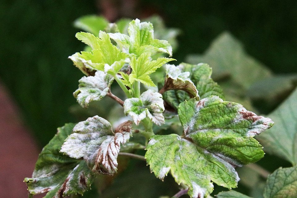 Ефективні засоби захисту смородини від шкідників восени для профілактики хвороб.