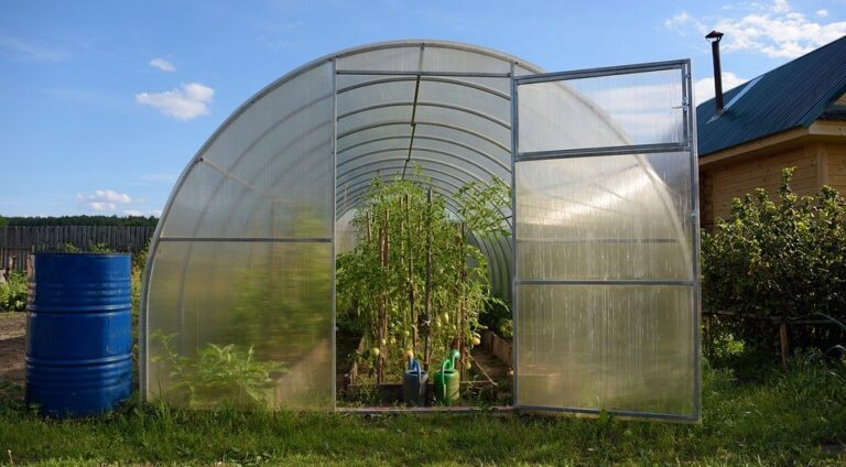 Обробка теплиці восени: захист від фітофтори та підготовка до 2027 року — Обробка теплиці восени від фітофтори