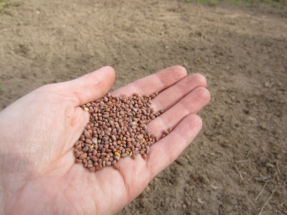 Осіння підготовка ґрунту включає перекопування та внесення корисних речовин в 2026 році.