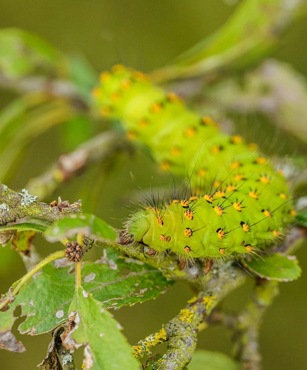 Захист яблуні після цвітіння: обробка народними засобами та хімічними препаратами від шкідників