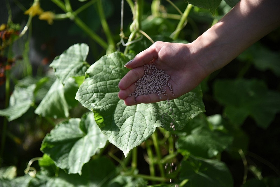 Вибір добрив для огірків у липні 2026: мінеральні та органічні добрива.