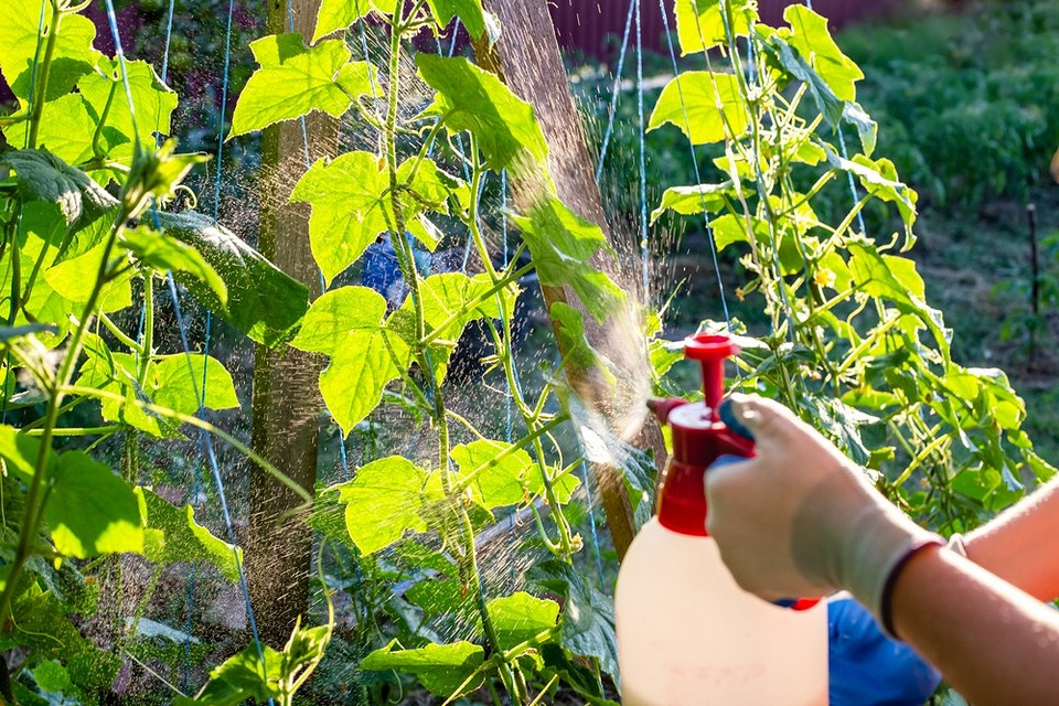 Процес вирощування огірків: полив, підживлення, захист від хвороб у липні 2026.