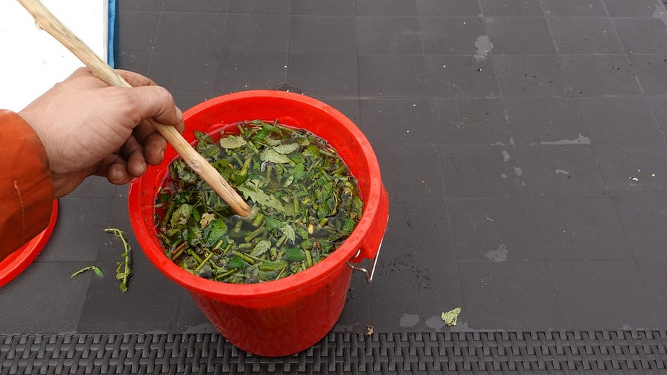 Ефективне підживлення помідорів в липні для стимуляції росту та формування плодів.