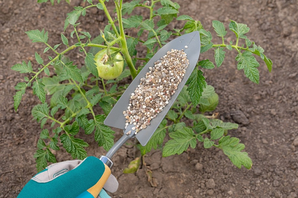 Огляд народних засобів для підживлення помідорів в липні: безпечні та ефективні рецепти.