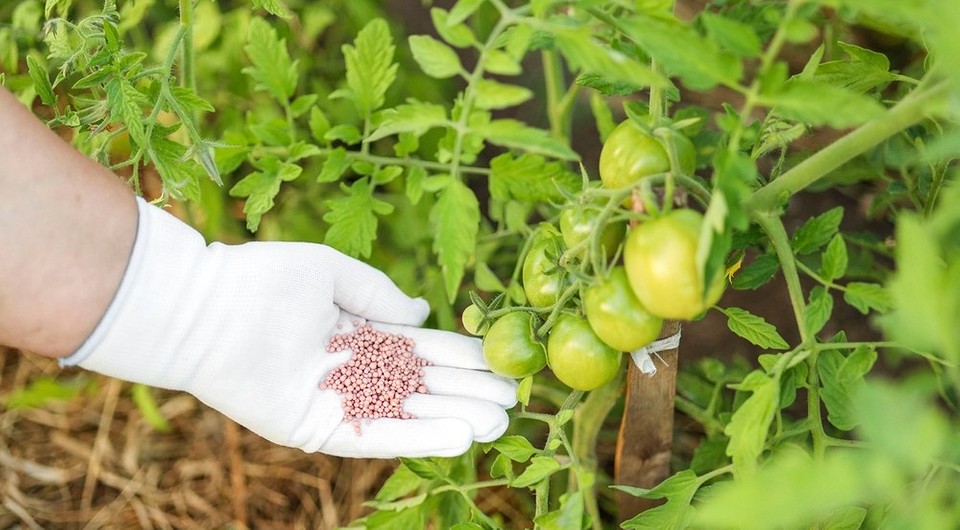 Підживлення помідорів у липні: вибір найкращих народних та магазинних добрив для щедрого врожаю.