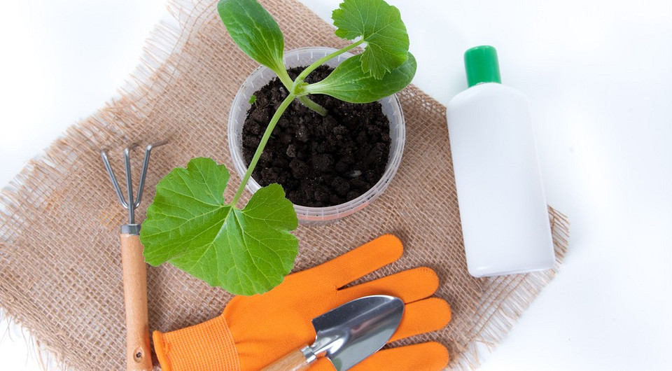 Розсада, уражена чорною ніжкою: симптоми хвороби та методи лікування.