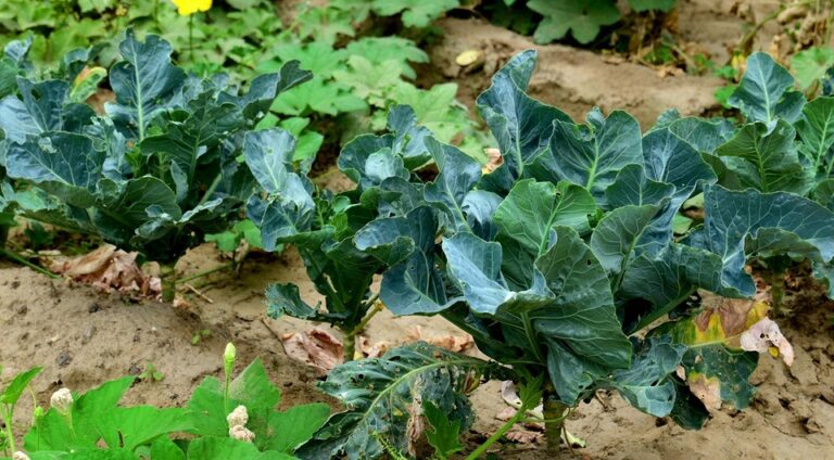 Капуста та її друзі: оптимальні сумісні посадки для вашого городу у 2026 році — Що посадити поруч з капу