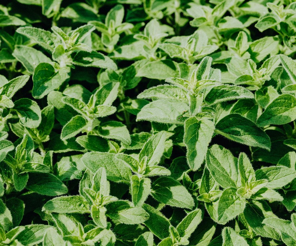 Сумісні посадки овочів: як правильно вирощувати капусту у 2026 році.