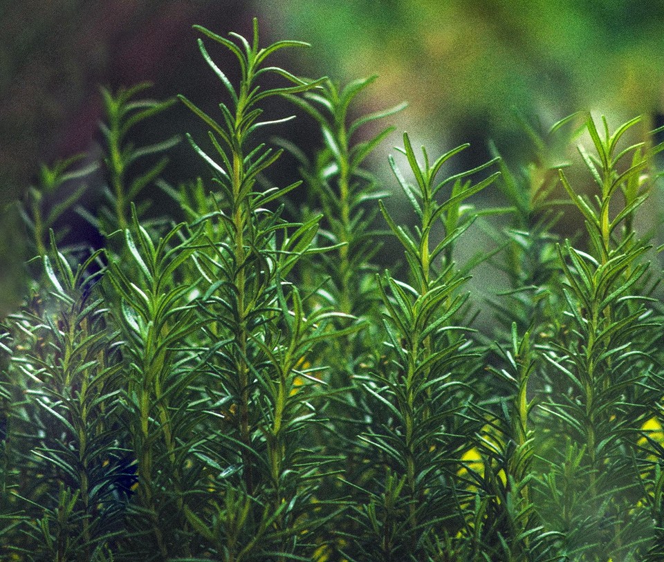 Вирощування капусти в 2026: захист від шкідників через сумісні посадки овочів.