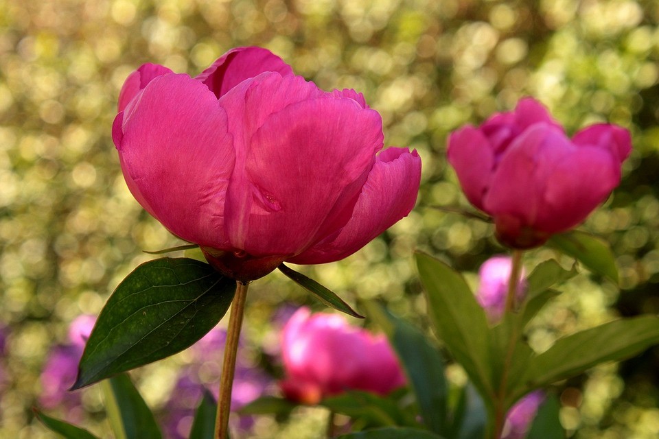 Що посадити під яблунею в 2026: декоративні та їстівні рослини-компаньйони.