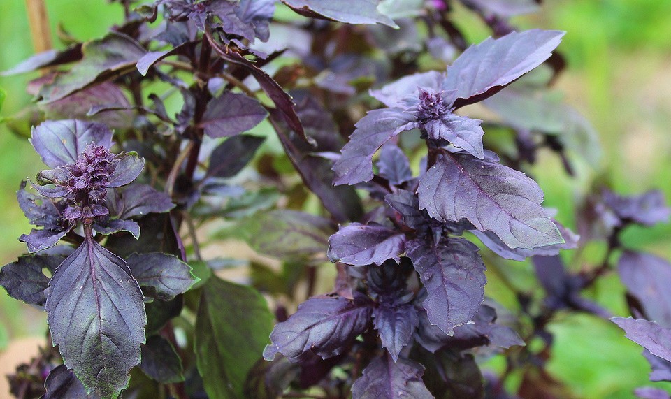 Що посадити під яблунею у 2026: декоративні та їстівні рослини-компаньйони.