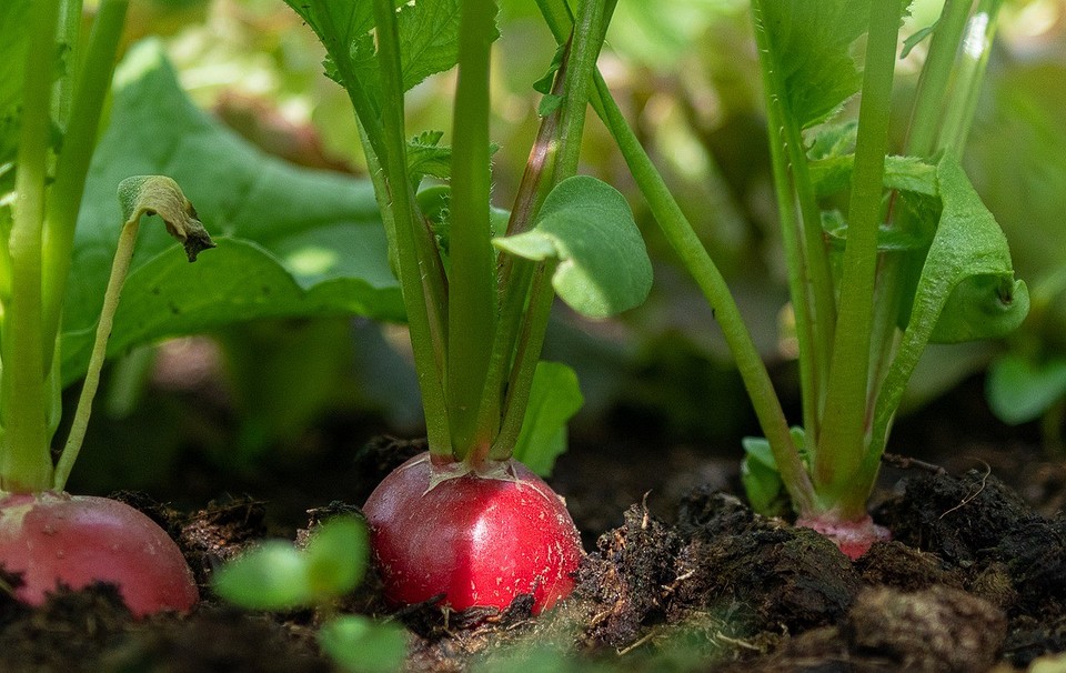 Вологоутримуючі рослини під яблунею 2026: захист від пересихання ґрунту.