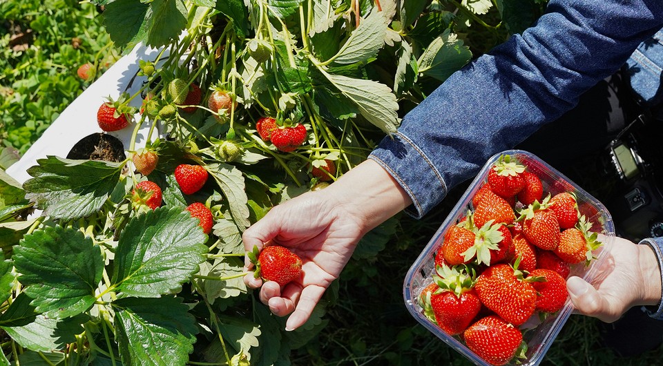 Планування сівозміни після полуниці для відновлення ґрунту та отримання щедрого врожаю.