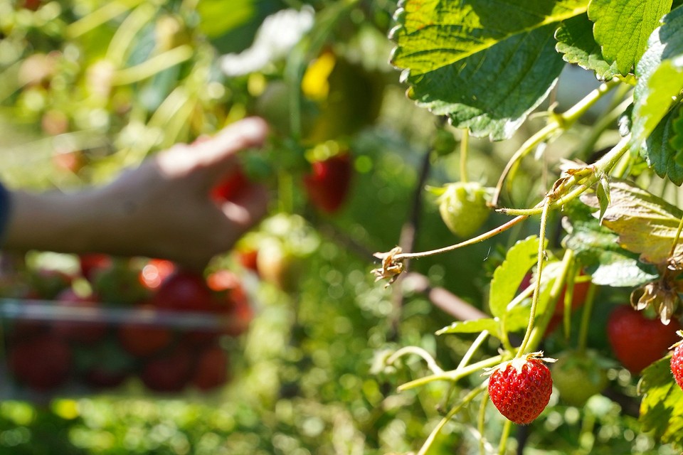 Відновлення ґрунту після полуниці: вибір оптимальних рослин для сівозміни.